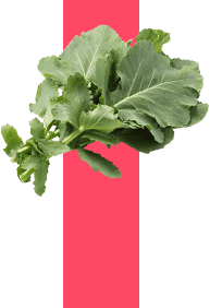 �P�[���b�V��
