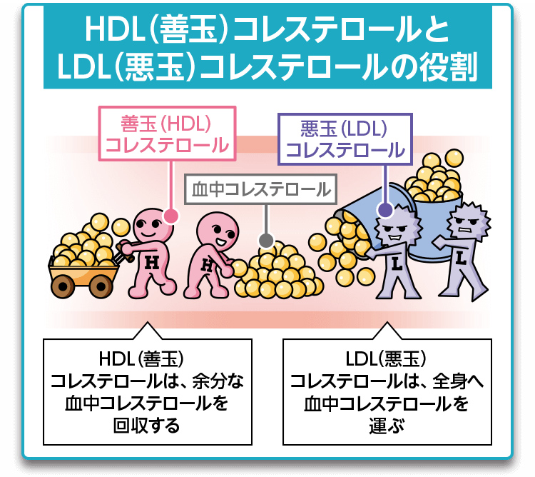 HDL（善玉）コレステロールとLDL（悪玉）コレステロールの役割　HDL（善玉）コレステロールは、余分な血中コレステロールを回収する　LDL（悪玉）コレステロールは、全身へ血中コレステロールを運ぶ