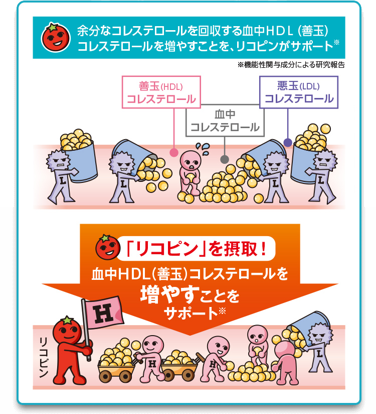 余分なコレステロールを回収する血中HDL（善玉）コレステロールを増やすことを、リコピンがサポート※ ※機能性関与成分による研究報告
