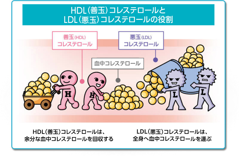 HDL（善玉）コレステロールとLDL（悪玉）コレステロールの役割 HDL（善玉）コレステロールは、余分な血中コレステロールを回収する　LDL（悪玉）コレステロールは、全身へ血中コレステロールを運ぶ
