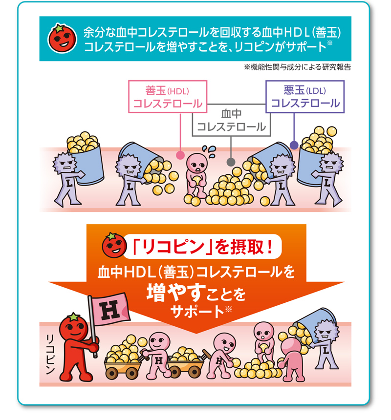 余分な血中コレステロールを回収する血中HDL（善玉）コレステロールを増やすことを、リコピンがサポート※ ※機能性関与成分による研究報告　「リコピン」を摂取！血中HDL（善玉）コレステロールを増やすことをサポート※