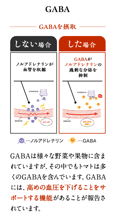 GABA　GABAは様々な野菜や果物に含まれていますが、その中でもトマトは多くのGABAを含んでいます。GABA には、高めの血圧を下げることをサポートする機能があることが報告されています。