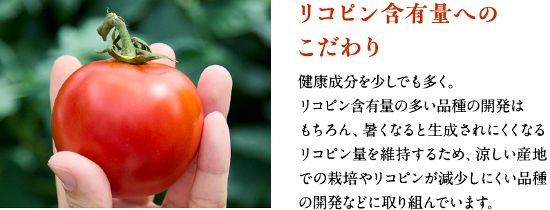 リコピン含有量へのこだわり 健康成分を少しでも多く。リコピン含有量の多い品種の開発はもちろん、暑くなると生成されにくくなる リコピン量を維持するため、涼しい産地での栽培やリコピンが減少しにくい品種の開発などに取り組んでいます。