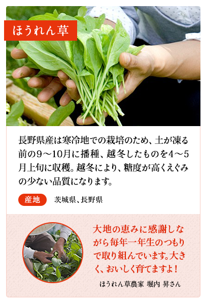 ほうれん草　長野県産は寒冷地での栽培のため、土が凍る前の9～10月に播種、越冬したものを4～5月上旬に収穫。越冬により、糖度が高くえぐみの少ない品質になります。　産地 長野県　ほうれん草農家　中島 鉄矢さん 越冬し育ったほうれん草がおいしく育ちました。寒さにあたったほうれん草は美味しいです。