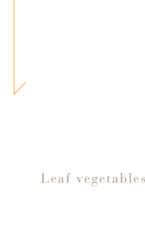 葉野菜