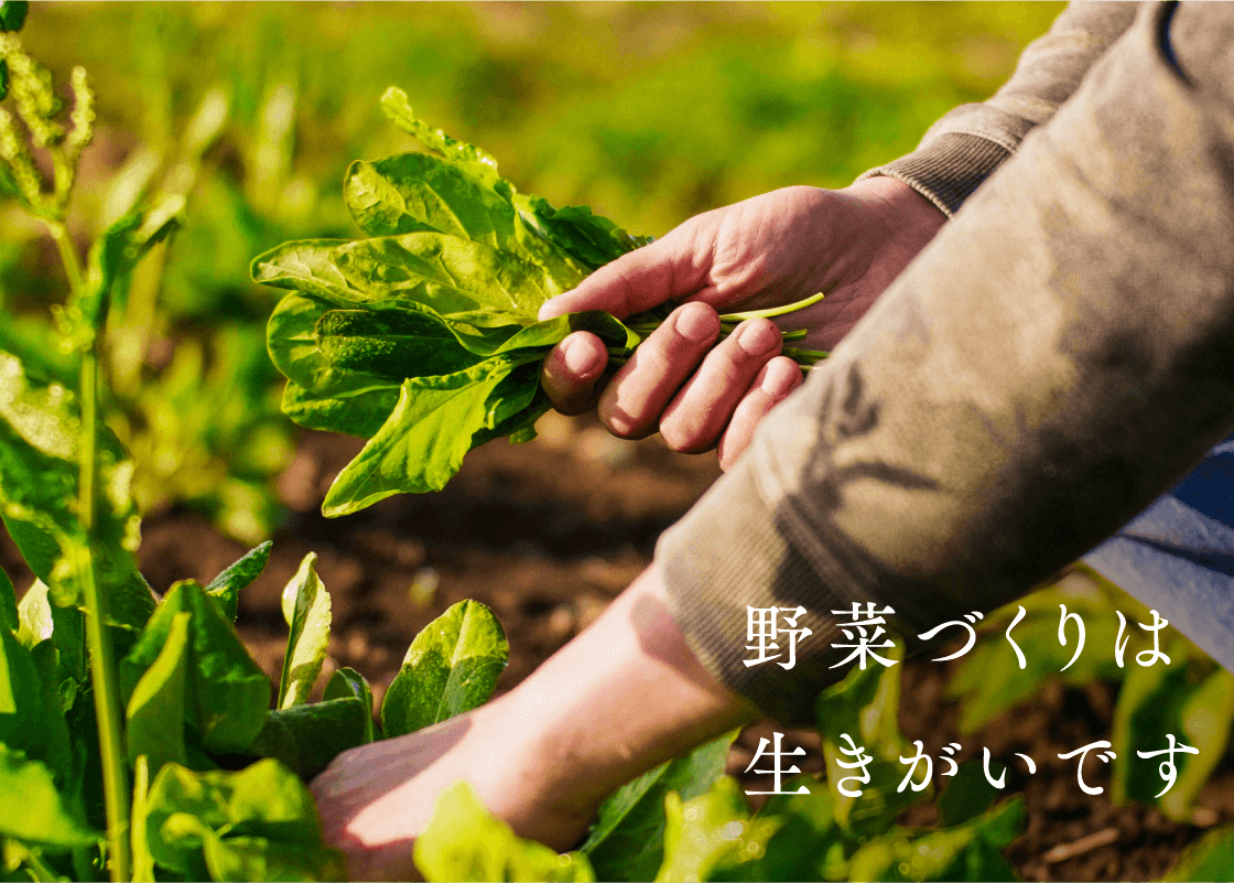 野菜づくりは生きがいです